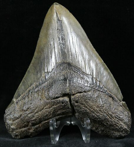 Megalodon Tooth - South Carolina #26515